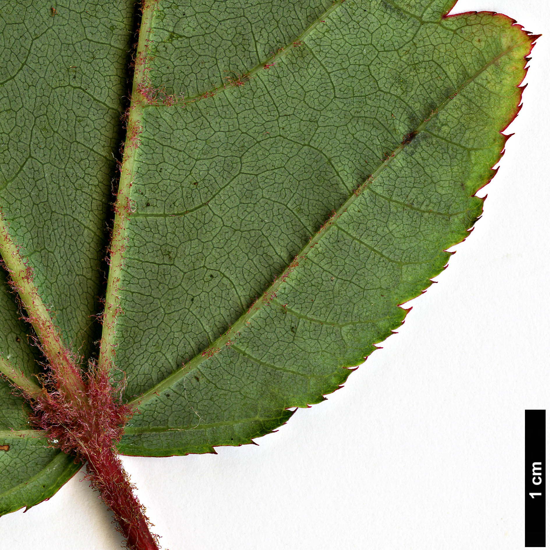 High resolution image: Family: Sapindaceae - Genus: Acer - Taxon: pectinatum - SpeciesSub: subsp. taronense